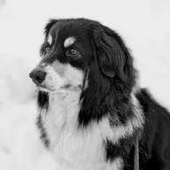 Lucy, the ArtLab shop dog